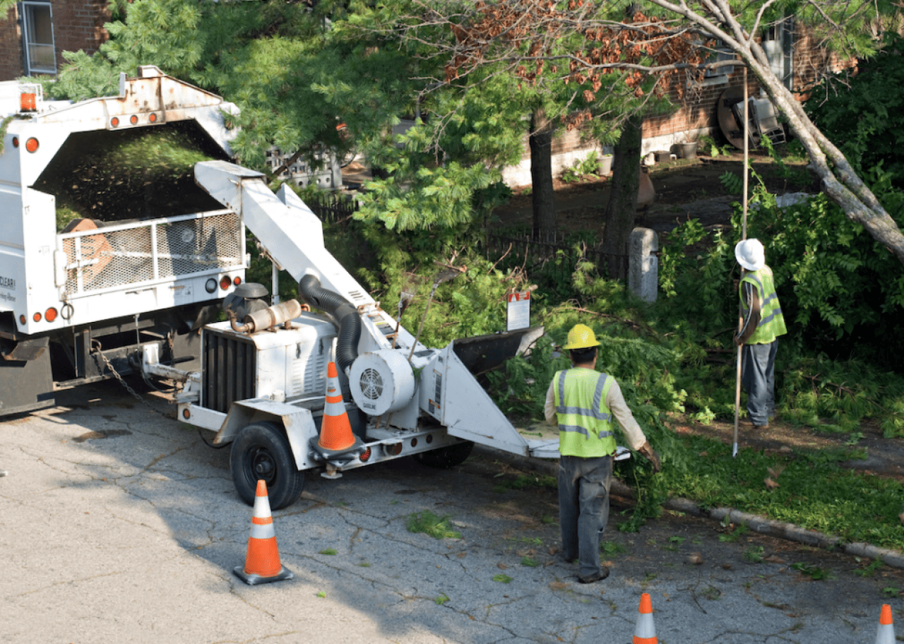 #38. Tree trimmers and pruners