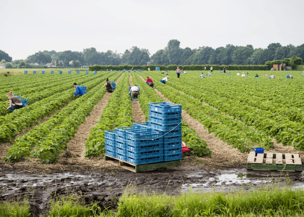 #50. First-line supervisors of farming, fishing, and forestry workers